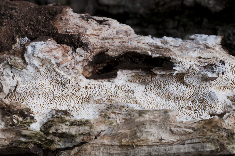 Perenniporia meridionalis